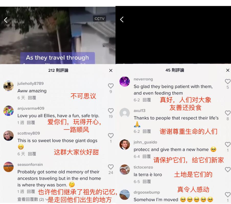 tiktok评论中国高手,中国高手在TikTok上的精彩评论!